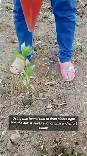 This simple tool makes planting seedlings so much faster.