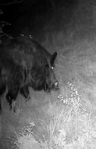 100K views · 594 reactions | Mais uma noite com os melhores Atrativos Javali Power  Bom fim de Semana 殺 #topvendas2024 #javalipower #javali #cacador #cacamaior | Javali Power | Facebook