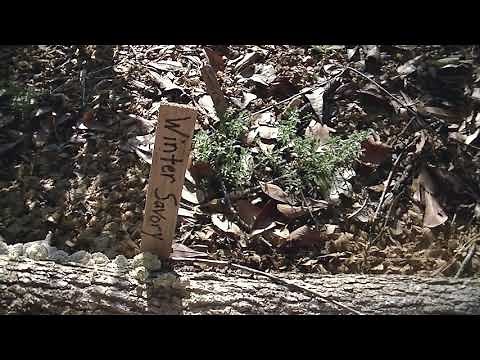 Winter Savory, Seed to Plant