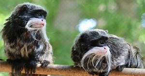 Dallas Zoo officials and police provide update on arrest in stolen monkey case