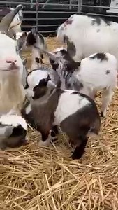 296K views · 50K reactions | Our little baby goats have a babysitter in farmer Richard’s daily update! | Hall Hill Farm | Facebook