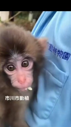 Let’s understand the mothe of punch why dhe cant take care of punch. Thanks because punch have a 2 loving caretakers who loves & care him dearly. Punch-kun