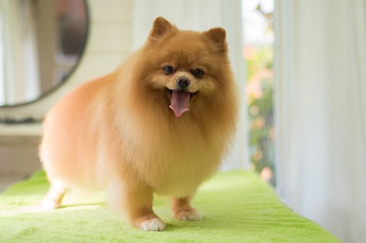 Remedies For Canine Razor Burn - Cuteness