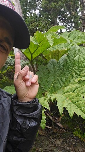 42K views · 2.8K reactions | Also known as "Chilean Rhubarb", Gunnera...