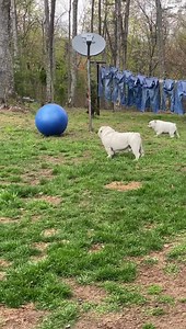 “Granny” Gail Cude sent Bug a new blue exercise ball and the daddy was blowing it up for him and the mommy heard him going crazy, so I started recording. When we came in I saw Gigi was limping on her front paw - she had a little stone in there. So we cleaned and medicated it and now she’s resting with the daddy till dinner. Oh Augie & Gigi... | Augie Doggy’s Place