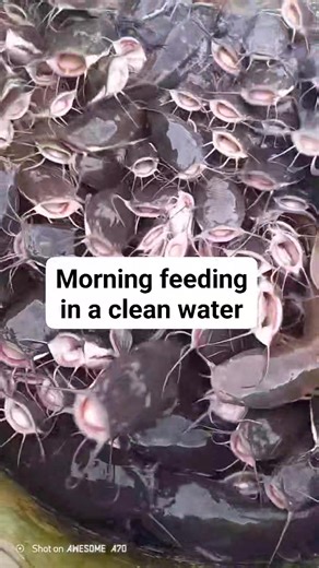 Happy Feeding 🥰 #activefingerlings #agriculture #fishfarming #fingerlings #catfish #urbanfarming #broodstock #fish #goviral #fishhatchery | ChiBest Fish Farm
