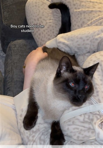Understanding Siamese Cats: Fascinating Insights