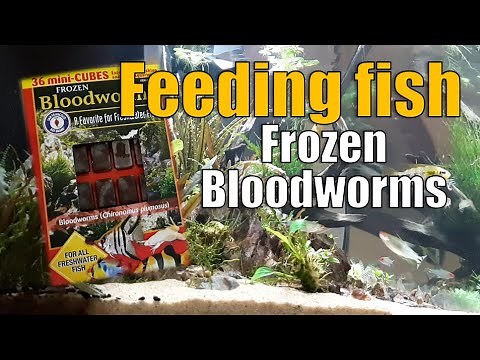 How I feed Bloodworms to aquarium fish | Feeding