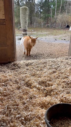 1.1K views · 65 reactions | Meet Buck!!!! | Chickadee Seed & Feed | Facebook