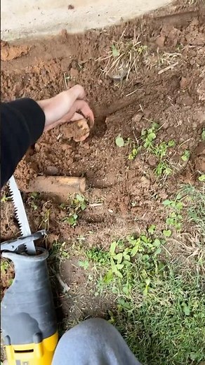 Cutting tree roots with a reciprocating saw