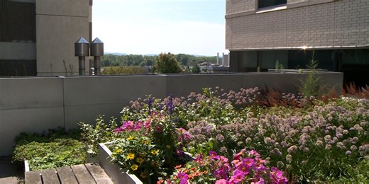 Rooftop garden grows community at Gundersen Health System