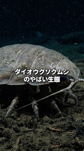 【5選】5年間絶食しても生きる。深海の巨大ダンゴムシ「ダイオウグソクムシ」