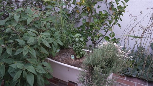 Watch Why we use these Earthboxes for planting! on Amazon Live