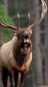 🚨World's Scariest Animal Sounds - The Wild's Darkest Echoes😱🩸