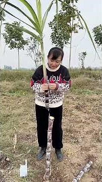 #快成长计划 #影画演绎未来之星 #喜爱度激励计划 婆婆说就剩最后一根甘蔗了，不让吃，我这样婆婆就发现不了