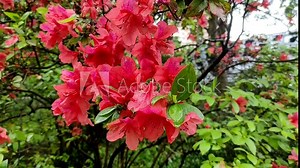 Rhododendron spp or Azalea flowers are a type of flower with striking and varied colors.