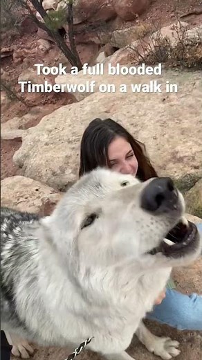 WE WALKED A REAL TIMBERWOLF!!!