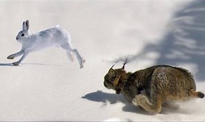 Epic Hunting Chase of the Canadian Lynx and Snowshoe Hare in HD ►► Watch Full: https://www.youtube.com/watch?v=swiSMSWgbKE Cre : The Animal Experts | Animal World | Facebook