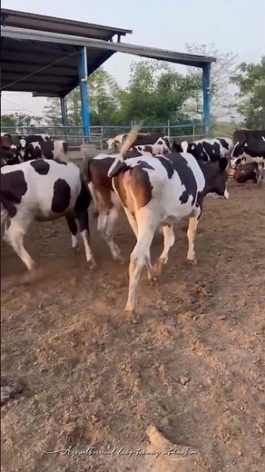 Holstein Friesion Cow fact| World Top Dairy Breed.