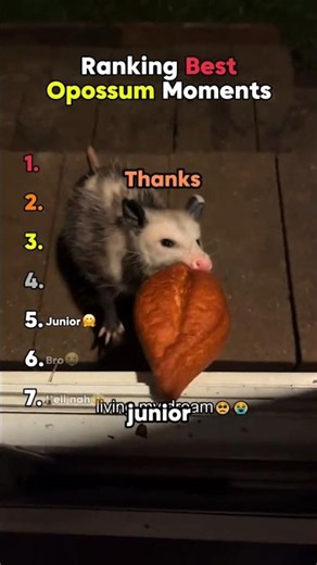 Ranking Cute Opossum Moments