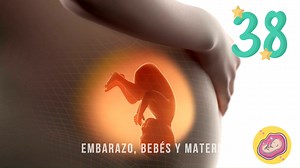 465K views · 13K reactions | SEMANA 38 DE EMBARAZO 勞掠 embarazo semana a semana, semanas 36 a la 40 de embarazo, semana 38 de embarazo, embarazo mes a mes, 38 semanas de embarazo, embarazada, mamás primerizas, desarrollo del bebé, #salud noveno mes de embarazo, tercer trimestre de embarazo, cuidados, sintomas del embarazo, embarazo completo. #embarazo #bebe #mujer #embarazada #primerizas #embarazofeliz #semana38deembarazo | Embarazo bebés y maternidad | Facebook