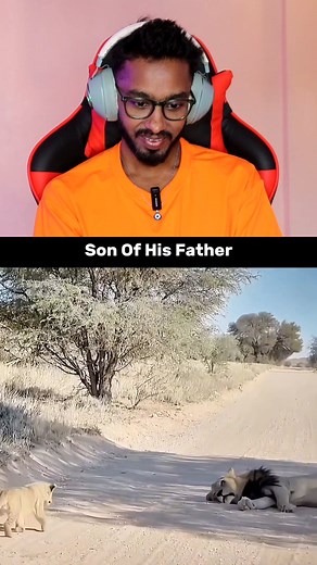 Lion Dad Teaches His Cub! 🦁👶 .........👁️.................. Thanks for watching #MrIlluma #LionFamily #Heartwarming lion father teaching cub, fatherly lessons in wild, adorable wildlife moment | Mr Illuma