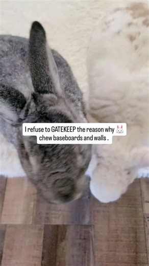 No, your rabbit is not just being destructive by chewing baseboards (wall board floor trim) and interior walls. I have been asked about this many times with the majority of bunny caregivers thinking their bunnies are just being naughty. Let me tell you one thing I k ow for certain about bunnies: they always have reasons for doing what they do. I started coaching people to understand their behaviors to eliminate misconceptions. Here's the truth behind this rabbit behavior: Bunnies in nature thriv