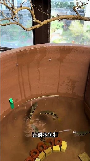 Unbelievable Slow-Motion: Fish Hunting in Real Time