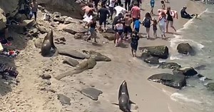 Viral video shows sea lions chase away too-close beachgoers in Southern California