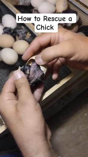 Helping a Chick Hatch After 21 Days | Assisted Hatching #trending #egg