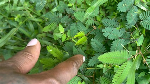 Check out this plant called a memosa it closes when you touch it. It was called a tracking plant. It would let them know if someone had came in their path!! | Sharon Jones Fuller