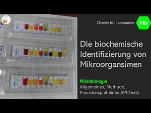 Die biochemische Identifizierung von Mikroorganismen (API-Test) - Mikrobiologie - DerChemieFuchs