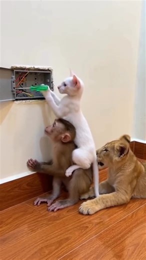 Shocked Cat Reaction 🤣 #funny #shorts #memesguru2 #comedy