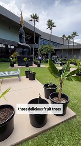 1.8K views · 145 reactions | A total of 100 native trees have been...