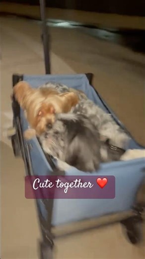 Cute dogs together #cute #dogs #together #pets #friends #shorts