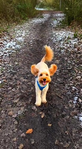 Adorable Cockapoo Moments That Will Make You Smile