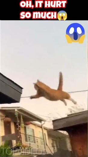 cats falling 😭😲 #cat #cute #cutecats