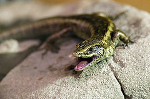 Skink's favourite food