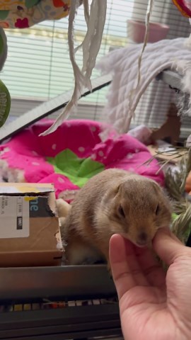 Poppy the Prairie Dog Feels Better After Her Grumpiness
