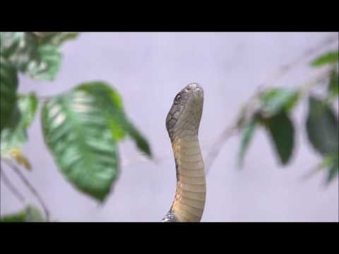 MUST WATCH, King cobra standing a third of its body length, Rayappa Kasi