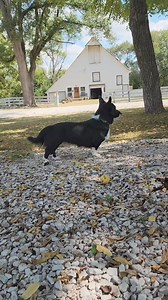 20K views · 1.8K reactions | Bogey meets his new farm family #corgi #corgisofinstagram #rescue #rescuedog #bogey #farmanimals #mommyfarmer #hobbyfarm #homestead | MommyFarmer | Facebook