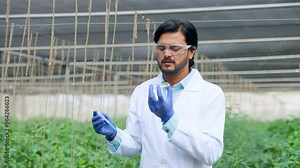 Focused agro scientist doing experiment by adding chemical into smalll sample plant at greenhouse - concept modern farming, biotechnology and innovation