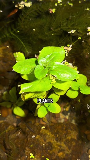Exploring Thriving Aquatic Plants in Mini Ponds