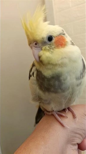 Adorable Cockatiel Baby ChuChu’s Cuteness Overload 💖🐥😍 #chuchuthetiel #cockatiel #birdlovers