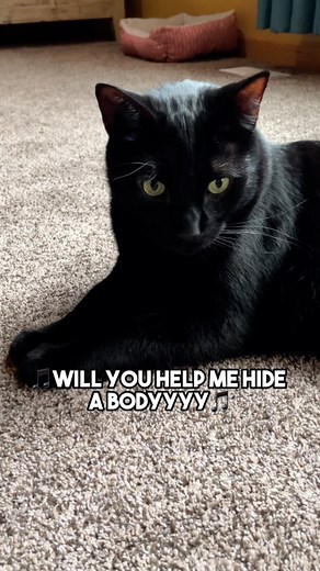 1.1M views · 32K reactions | Send to your accomplice❤️ Audio TT: @coxy.official #cat #kitten #blackcat #leonthecatdad #sarcasm #darkhumour #darlhumor #relationship #relatable #disney #helpmehideabody | Leon.TCD | Facebook