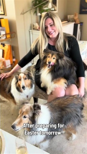 small medium and large boys. #sheltiesandfriends #boardingbarktok #sheltie #datenight #rescuedog