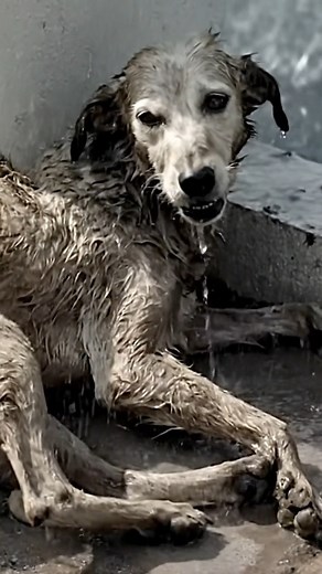 13K views · 431 reactions | The life of a stray dog transformed dramatically when the caring team at Animal Aid Unlimited rescued him from a near-fatal wound. His remarkable recovery, filled with resilience and compassion, showcases the vital work being done every day to save lives.—[Full story in the 헳헶헿혀혁 헰헼헺헺헲헻혁] | Healing Paws Project | Facebook