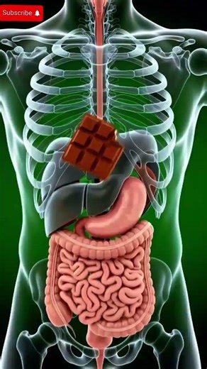 Watch What Happens Inside Your Body After Eating Chocolate 🍫 | 3D Medical Animation#usa#viralshort#