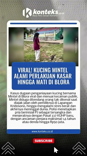 Viral! Kucing Mintel Alami Perlakuan Kasar hingga Mati di Blora