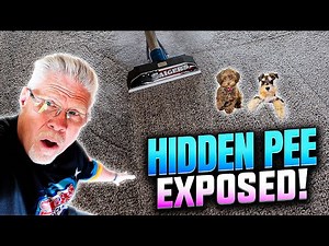 Pee Stains and Odor in Carpet! Can We Find and Clean Them? Mission Impossible?